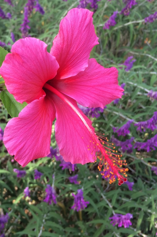 Pink Flower against Purple Lavender in Background