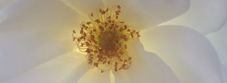 Backlit White Rose