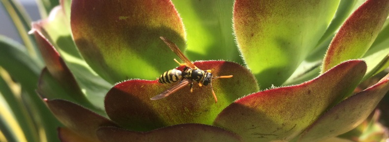 Wasp on Succulent