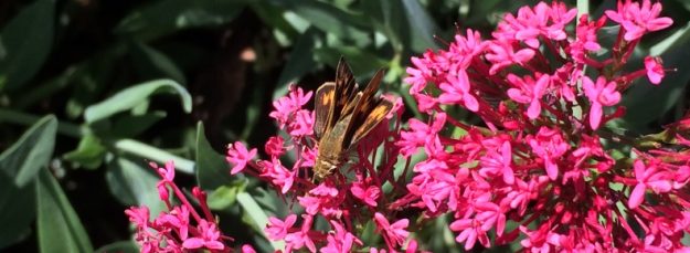 Moth on Pink Flowers
