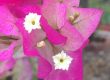 Small White Flowers Surrounded by Fuchsia Petals