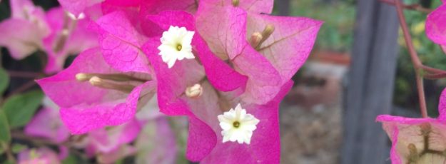 Small White Flowers Surrounded by Fuchsia Petals