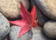 A Lone Red Japanese Maple Leaf Among Gray and Blue Rounded River Stones
