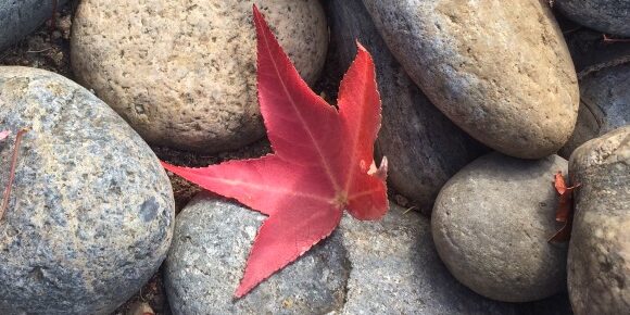 A Lone Red Japanese Maple Leaf Among Gray and Blue Rounded River Stones