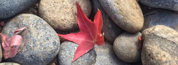 A Lone Red Japanese Maple Leaf Among Gray and Blue Rounded River Stones