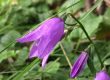 A purple Flower Bell After Rainfall