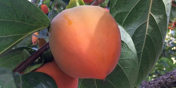 Persimmon in the Fall