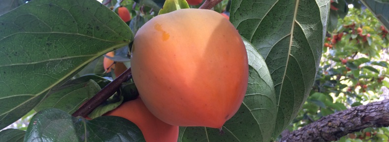 Persimmon in the Fall