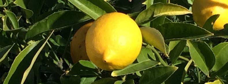 Lemon in Morning Light A Lemon on the Tree in Morning Light